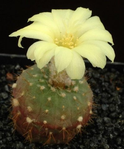 Frailea_cataphracta